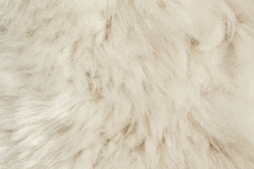 Texture of fur hair background