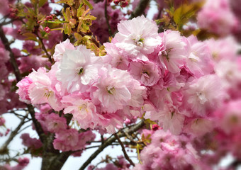 Seasonal flowers in an English Country Garden.