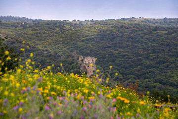 View of Montfort Castle in the Mountains of Galilee through the wildflowers