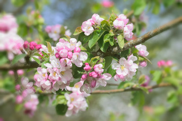 Seasonal flowers in an English Country Garden.