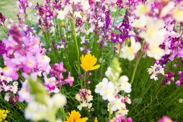 Flowers in Chiba minato port center.