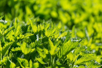 Green leaves on nettle in spring