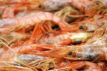 Red shrimp close-up. Fresh prawns on fish market, background for fishing industry