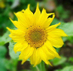 Seasonal flowers in an English Country Garden.