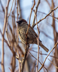 Sparrow on the branches of a tree against the blue sky