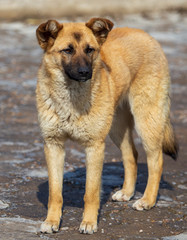 Portrait of a dog in the afternoon