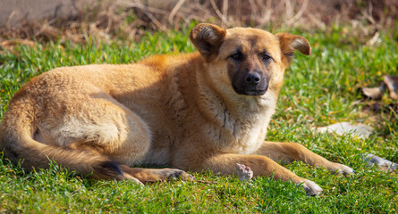 Portrait of a dog on the grass in spring