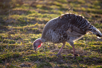 Turkeys graze in the meadow in spring