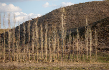 Poplar trees are bare in nature