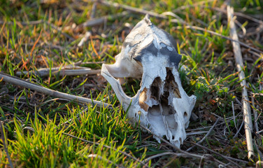 The bones of the animal lie in nature