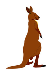Kangaroo vector illustration isolated on white background. Australian animal portrait. Tourist symbol souvenir. Fauna best jumper. Zoo attraction.