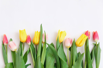 Border of fresh tulips on a white background. Copy space.  Spring flowers. Colored tulips, Lovely tulip flowers composition. Valentines Day or Mothers day. International Womens Day March 8.