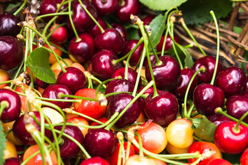 Close up of pile of ripe mix cherries with stalks and leaves. Large collection of fresh red yellow cherries. Ripe cherries background.
