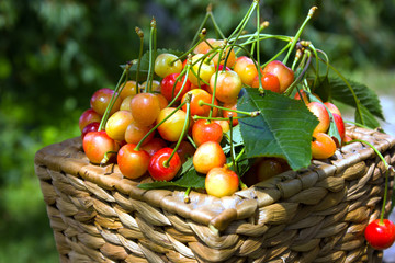 Basket full of yellow cherry, closeup at cherry bush with green leaves background. Summer harvest of berries
