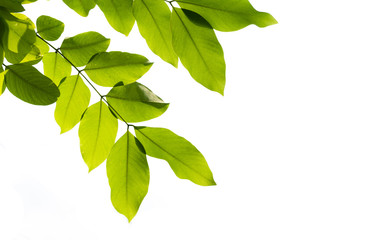 leaf white background