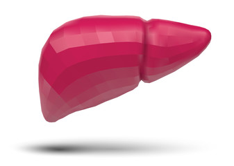 human liver. 3d vector. health and medicine.