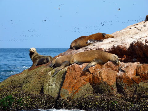 Seal, Bird, Paracas, Peru, Pacific ocean, South America