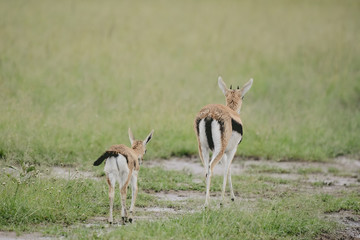 Mother and baby gacel thomson