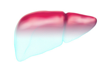 human liver. 3d vector. health and medicine.
