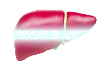 human liver. 3d vector. health and medicine.