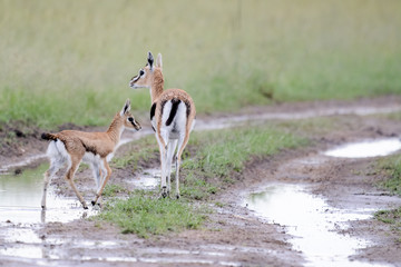 Mother and baby gacel thomson