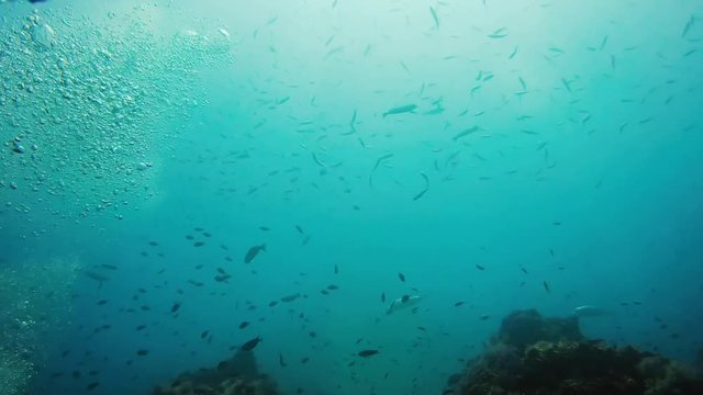 Fischschw&auml;rme tief unter Wasser mit Tauchern; Thailand