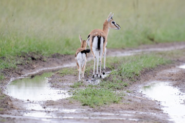 Mother and baby gacel thomson