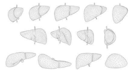 human liver. 3d vector. health and medicine.