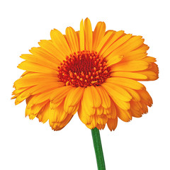 flower orange red calendula, isolated on a white background with clipping path. Close-up. Flower bud on a green stem.