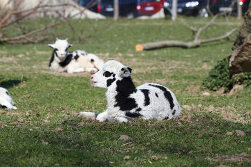 little lamb in a meadow