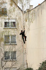 Tree-Trimmer climbing on a tree