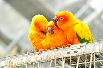 仲良し　インコ