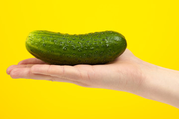 A man cook hand holding a colorful fresh green cucumber, isolated on yellow background. White male hand showing a fresh delicious tomato.