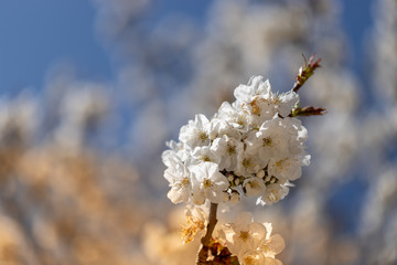 Fiore di ciliegio