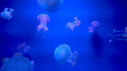 Obraz na płótnie Canvas Beautiful jellyfish moving through the water neon lights