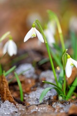 Snowdrops (Galanthus) in the spring forest. Harbingers of warming symbolize the arrival of spring.