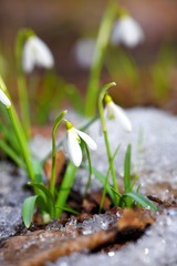 Snowdrops (Galanthus) in the spring forest. Harbingers of warming symbolize the arrival of spring.