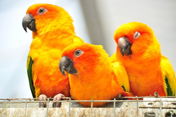3 parrots