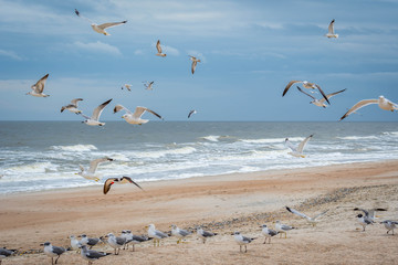 Flock of birds flying along the coastline of Amelia Island, Florida