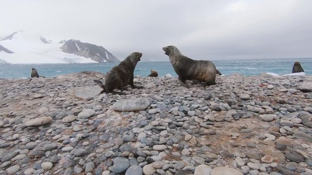 Antarctica Seals Violently Fighting on Rocky Beach in Antarctica