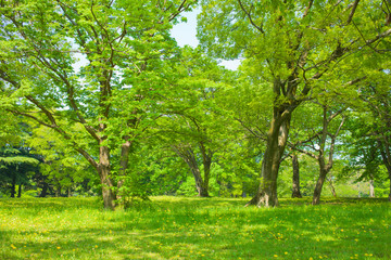 Fototapeta premium trees in the garden