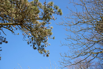 Branchages sur ciel bleu