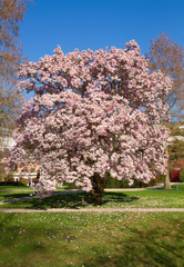 Park mit blühendem Magnolienbaum, Baden-Baden