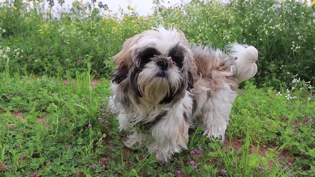 Shih Tzu Dog outside at the green field, on a windy day, slow motion
