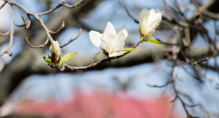 twig with white magnolia flowers on natural blurred background