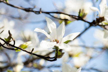 twig with white magnolia flowers on natural blurred background