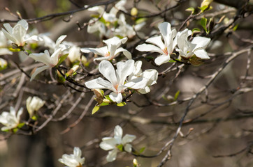 twig with white magnolia flowers on natural blurred background