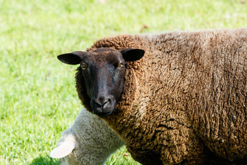 Schafe im Frühling auf der Weide