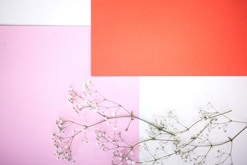 Backgrounds and layout. Horizontal Minimalistic geometric background in pastel white, pink and coral shade with a gypsophila branch