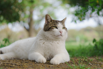猫 © northern lights